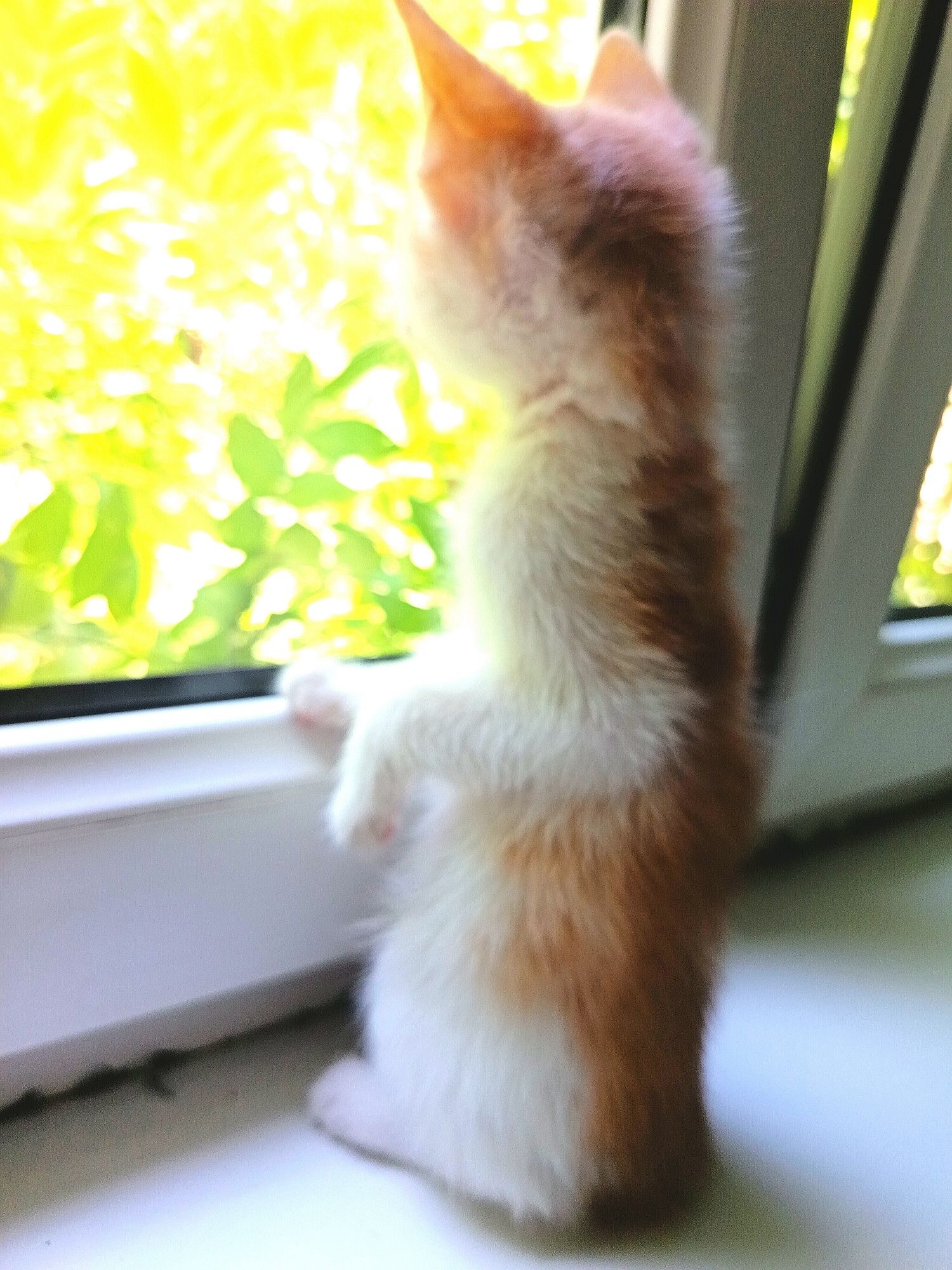 Продаю котенок(мальчик)