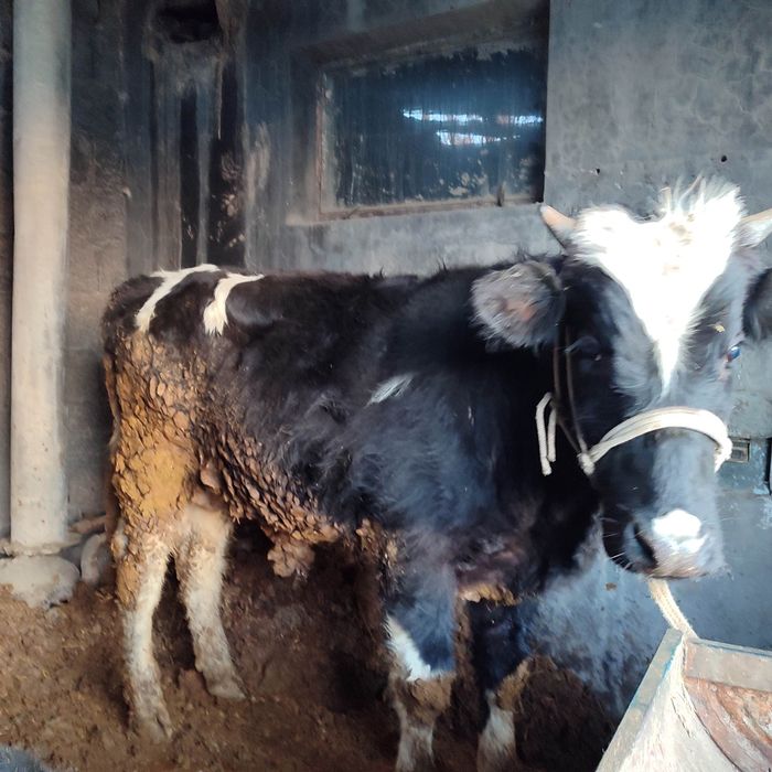 Бұқа сатылады 1 жастан асқан