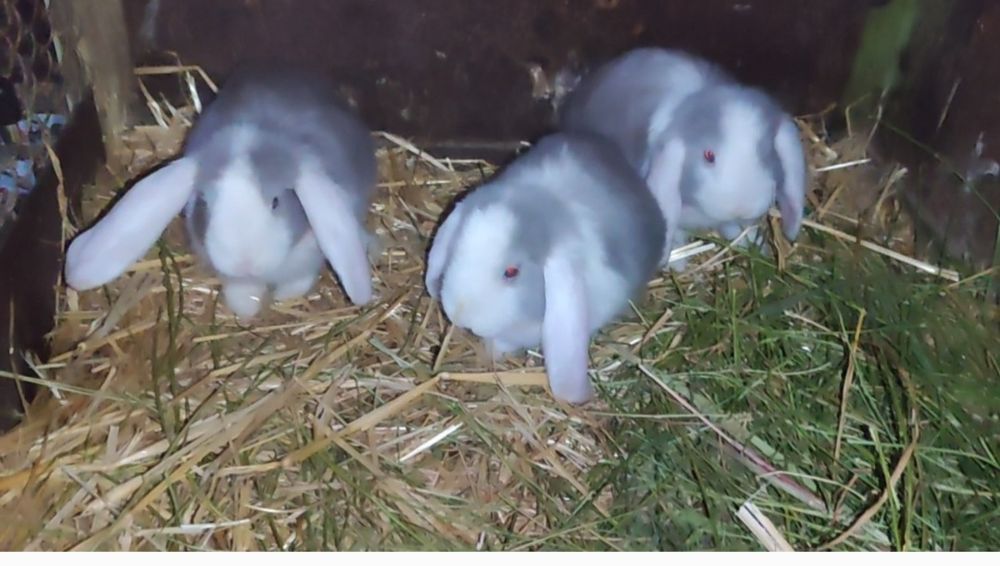 Fransuzkiy makfi quyon bolalari sotuvda