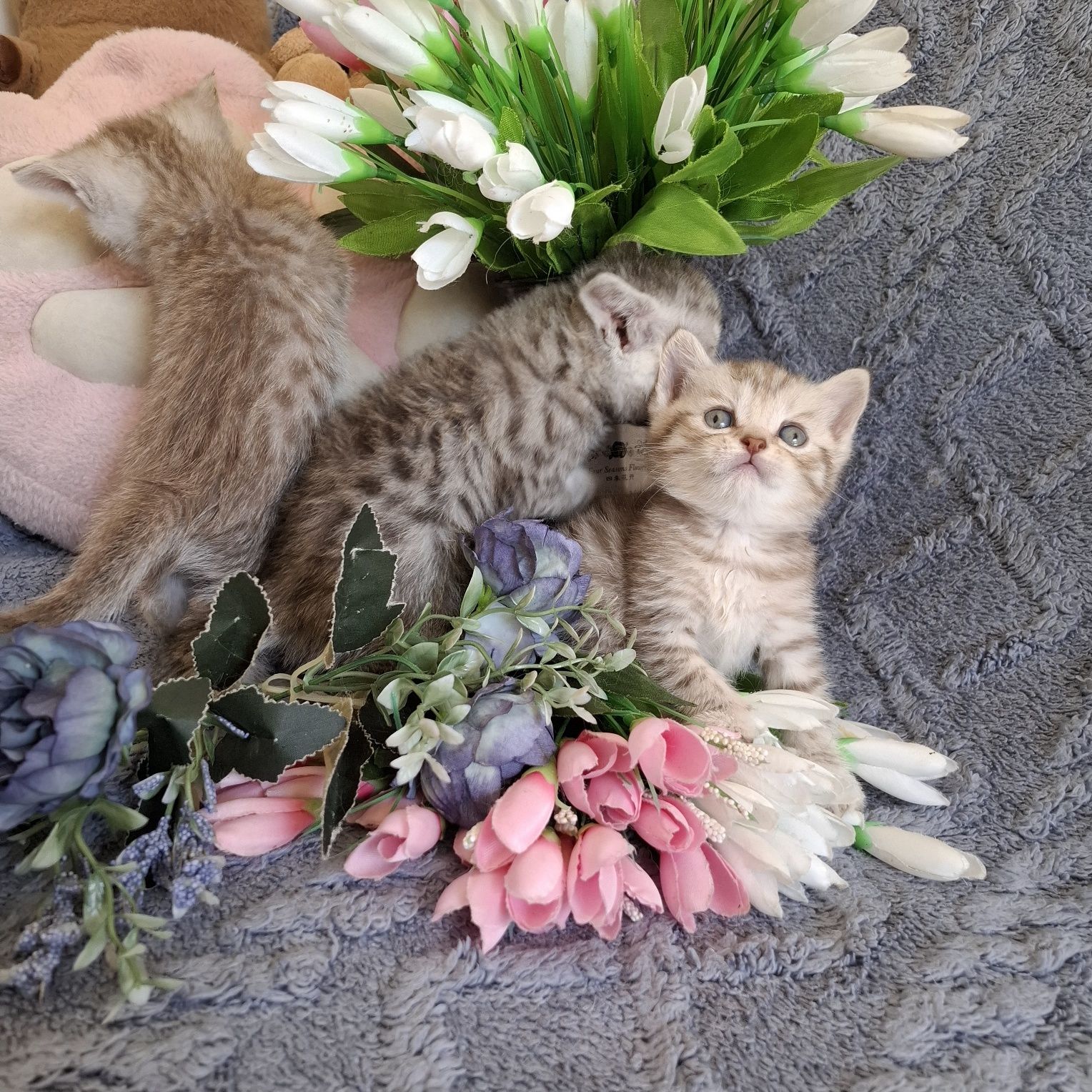 Чистокровные британские котята