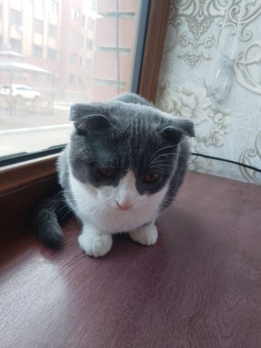 Продаëтся породистая кошка