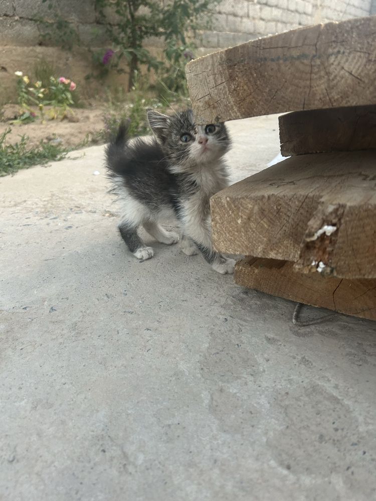 Котенок  в добрые руки
