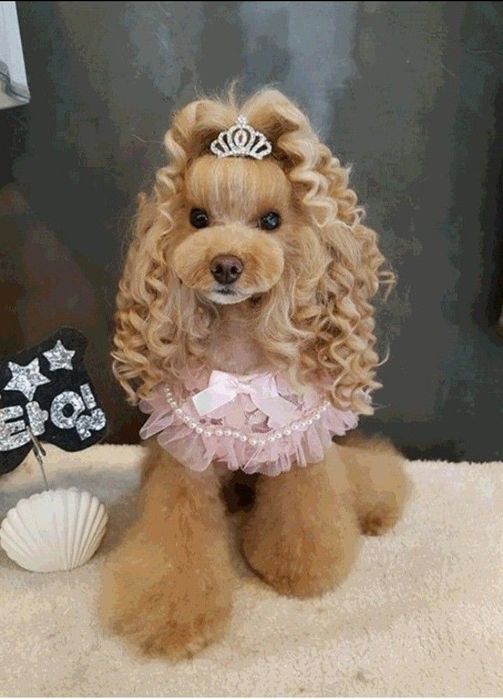 гуляю с средними и маленькими пародами собак