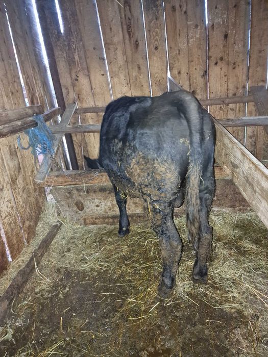 Vaca si taurasi de vânzare