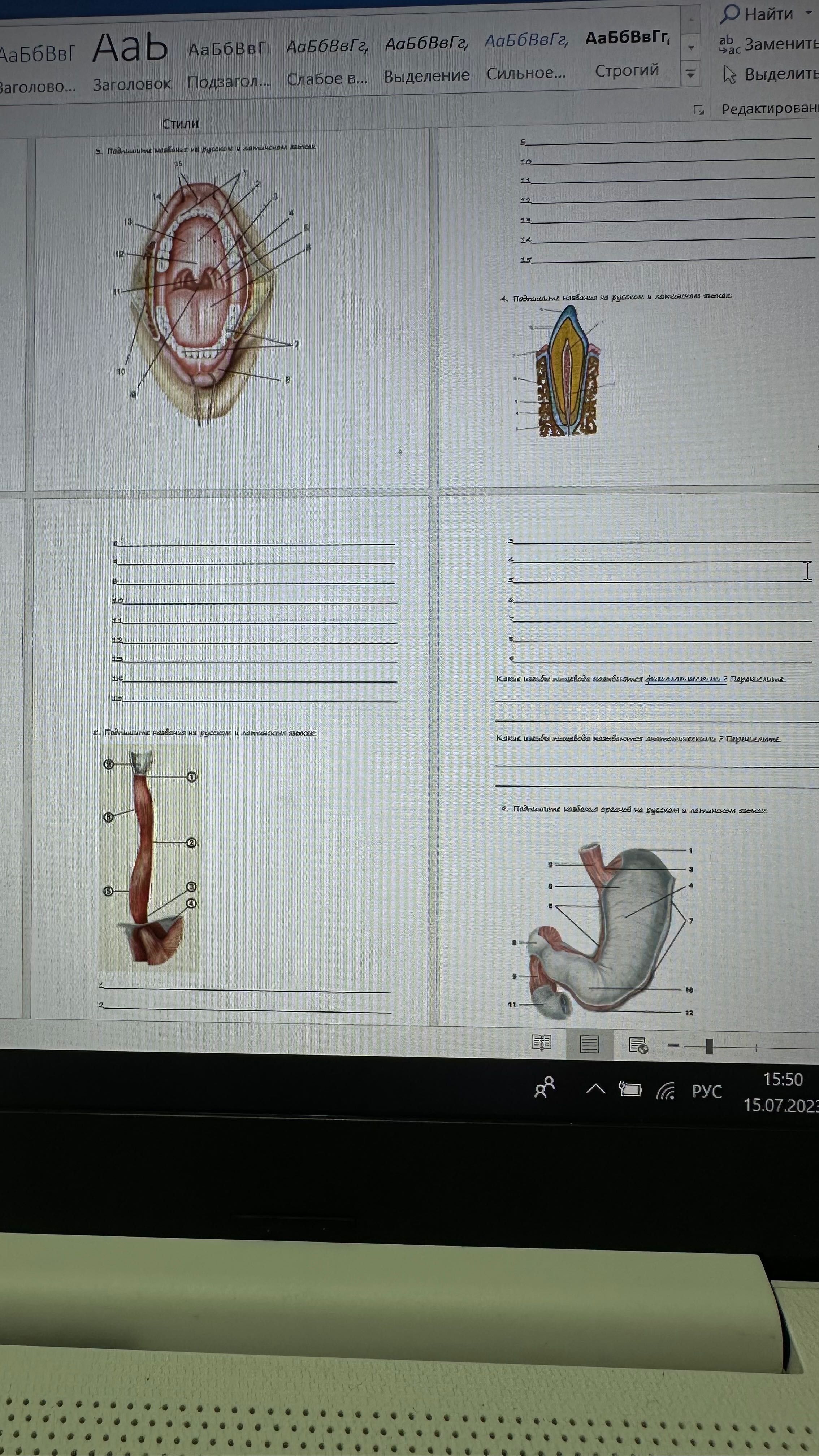Рабочая тетрадь по анатомии
