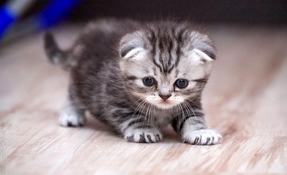 Котята Малыши Продажа