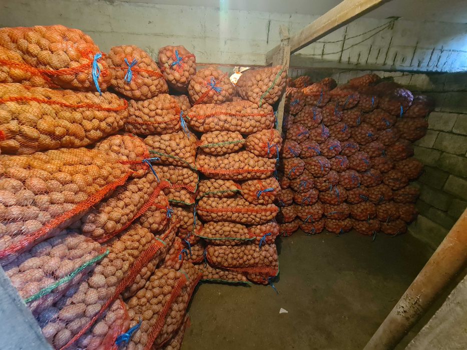 Cartofi de samante alb si rosu