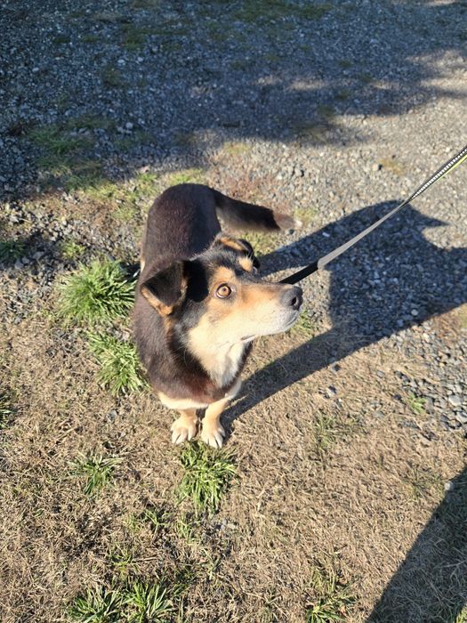 Piciu isi cauta Familia!