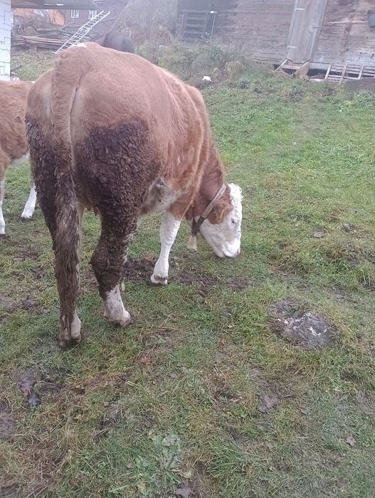 De vânzare junincă