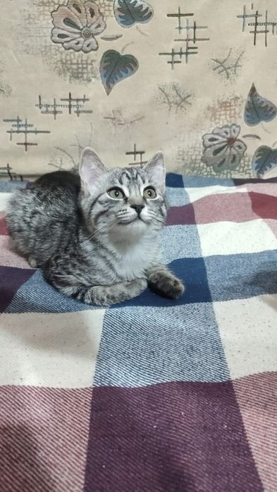 Отдам котят в добрые руки