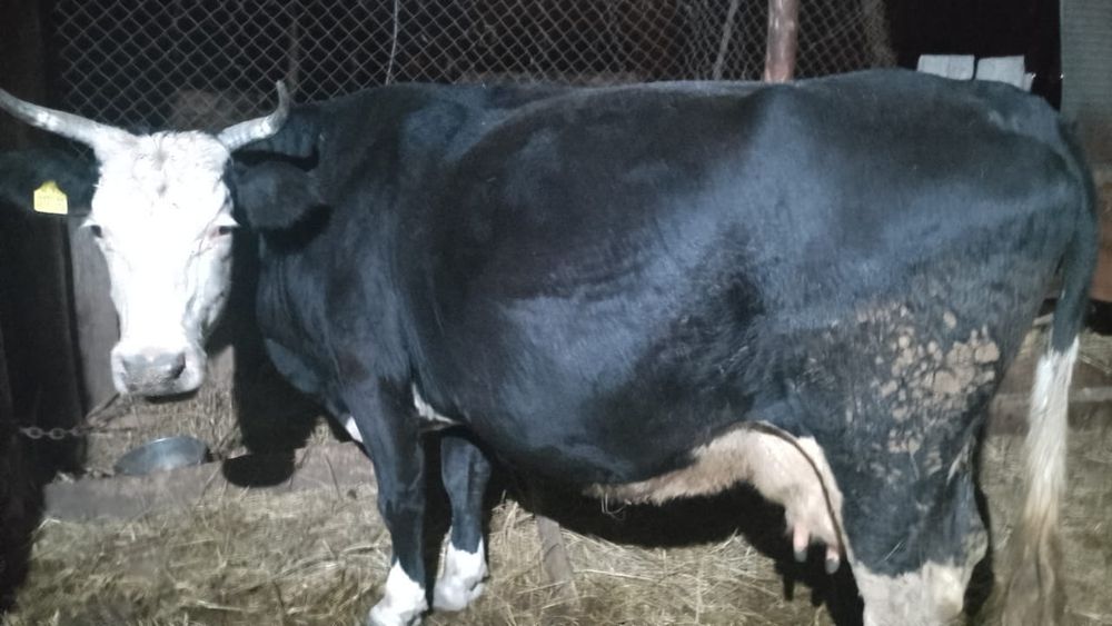 Продается. корова