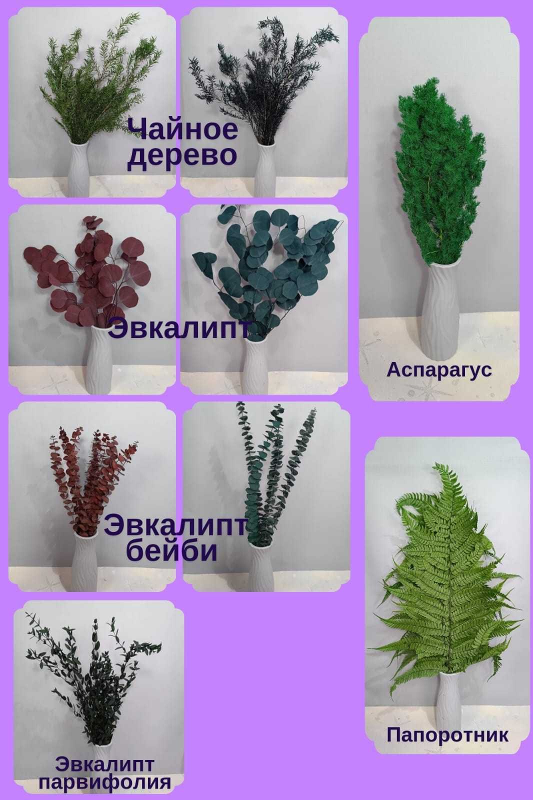 Сухоцветы и стабилизированные цветы широкий ассортимент