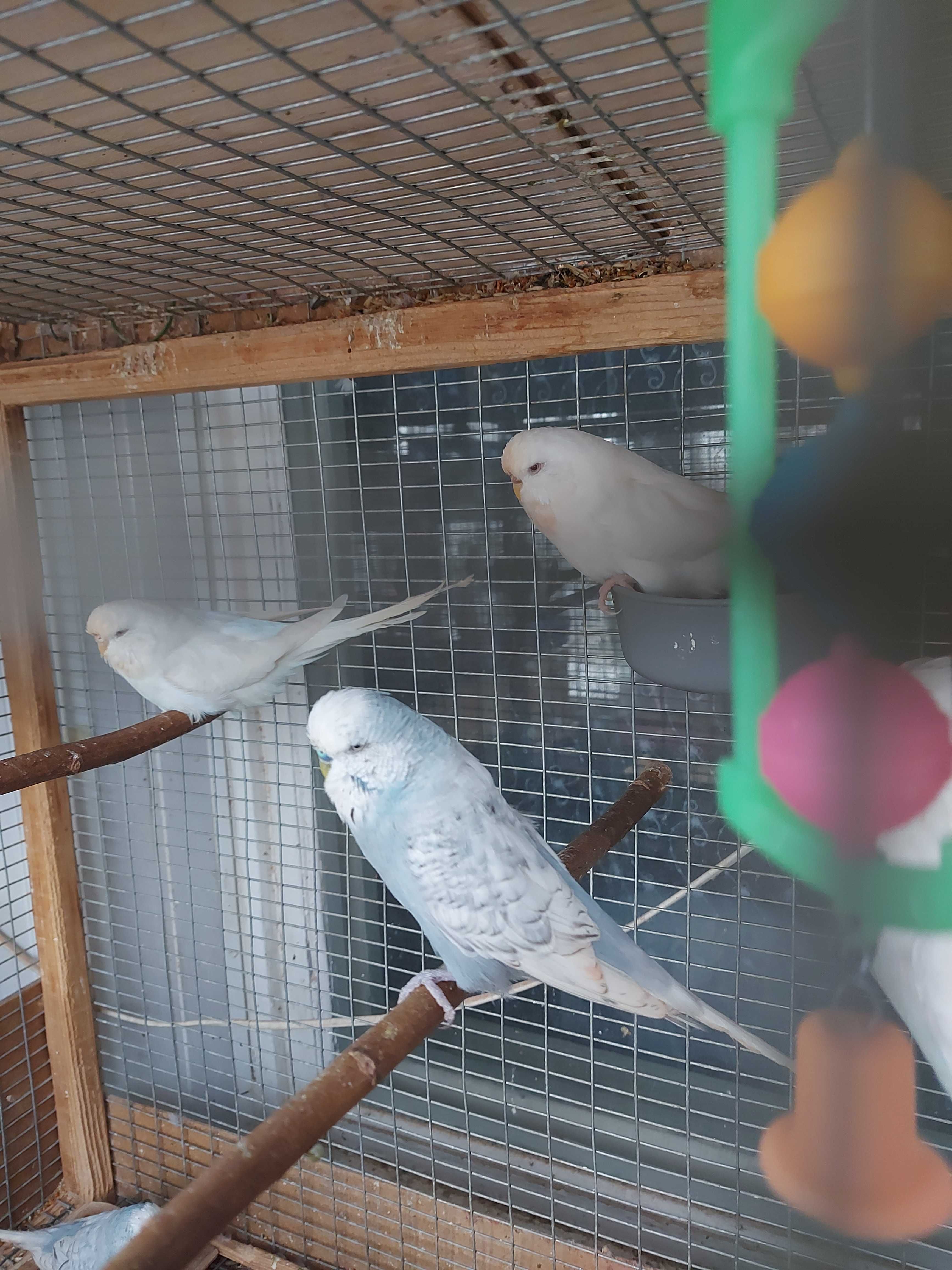 Выставочные волнистые попугаи (Чехи)