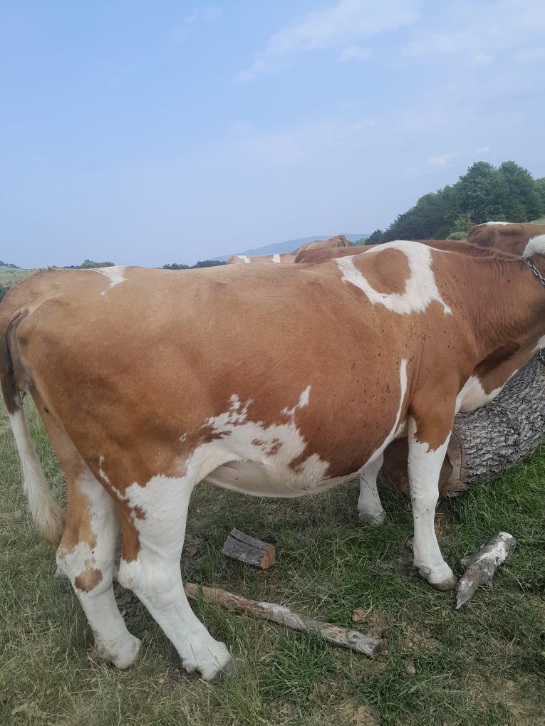 Vând vaca baltată