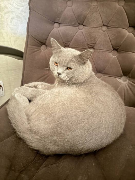 кошка скотиш страйд Биританский короткая щерсть, малчик полтара года
