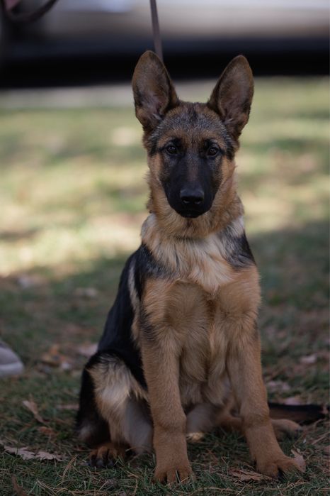 Щенки немецкой овчарки FCI