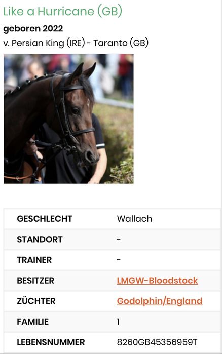 Pursange englez 3 ani