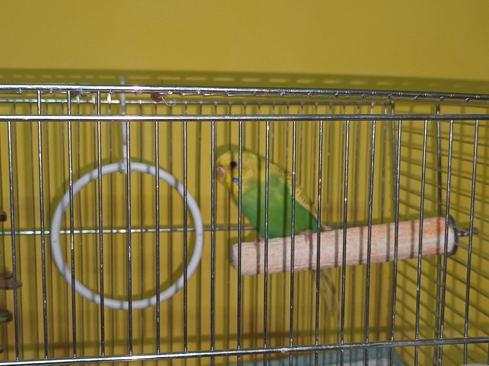Perusii de vanzare