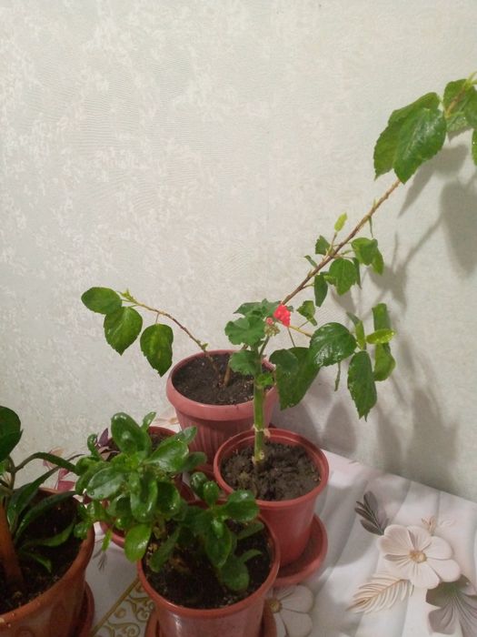 Продаются комнатные растения