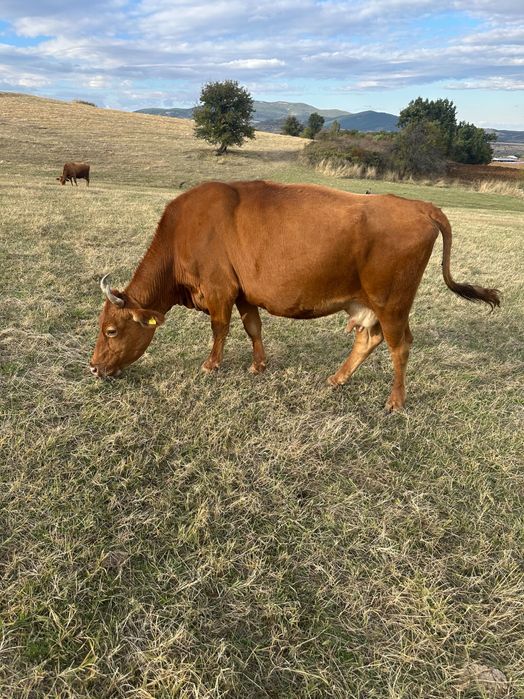 Свободни животни обл Хасково