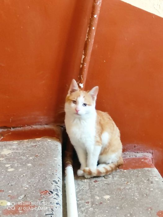 Котята даром в добрые руки