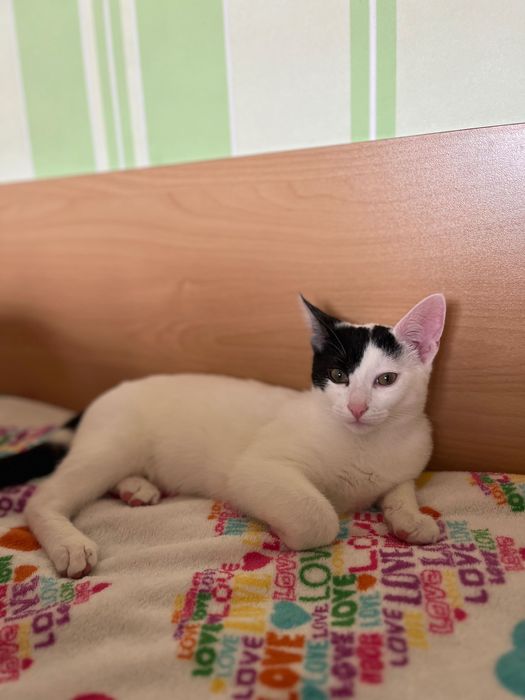 Подарявам котета