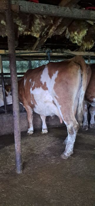 Vand vaca gestanta in 7 luni