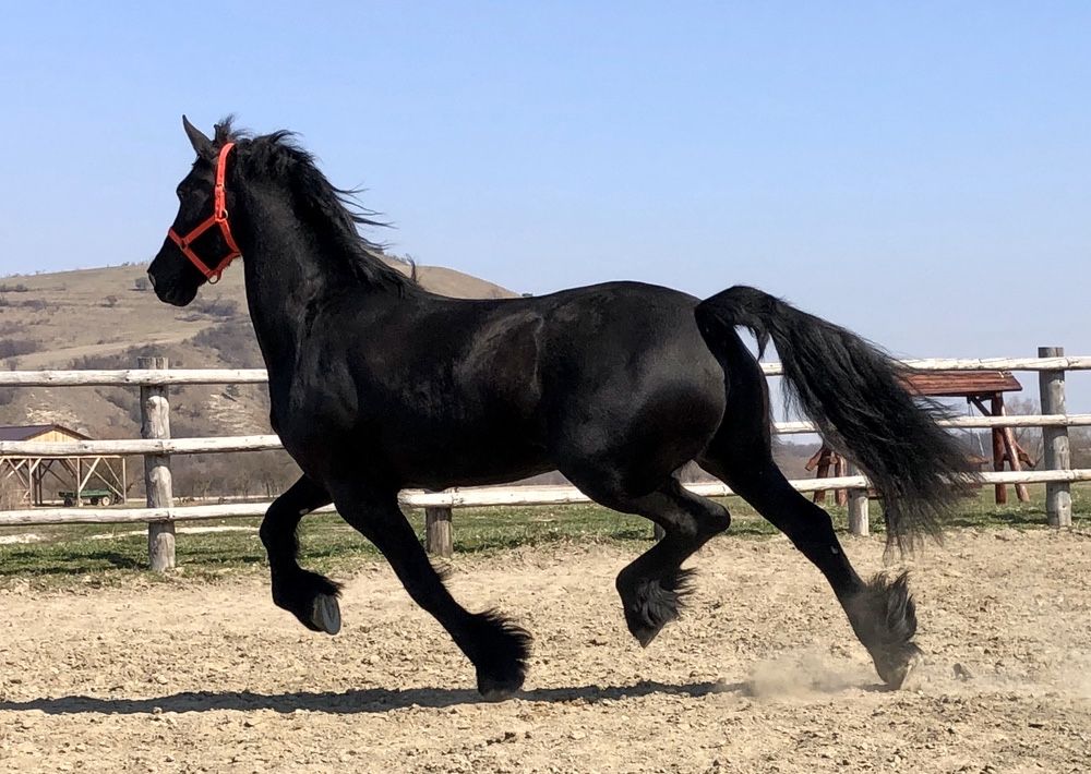 Iapa Friesian Top Frizian