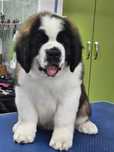 Saint Bernard mascul