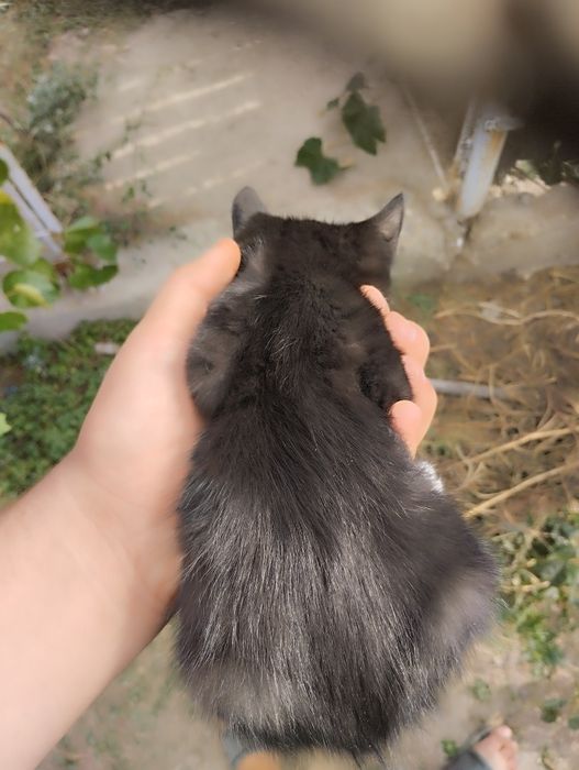 Dau pisoi spre adopție jucăuși și energici