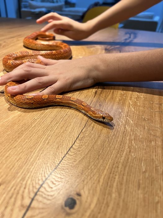 Corn snake sarpe de porumb