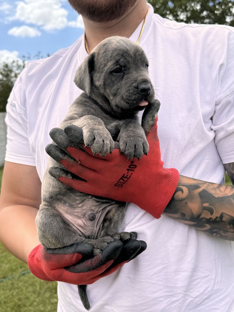 Cane Corso puppy