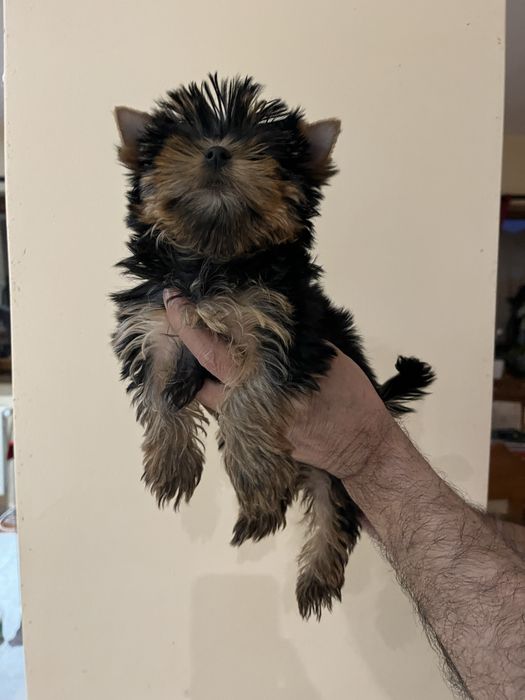Yorkshire terrier baietel
