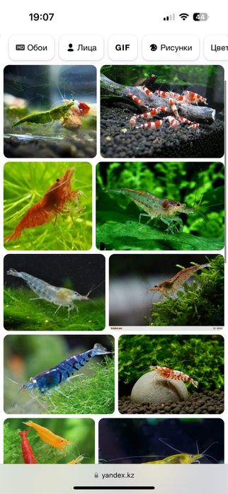 Продам креветок акваррумных