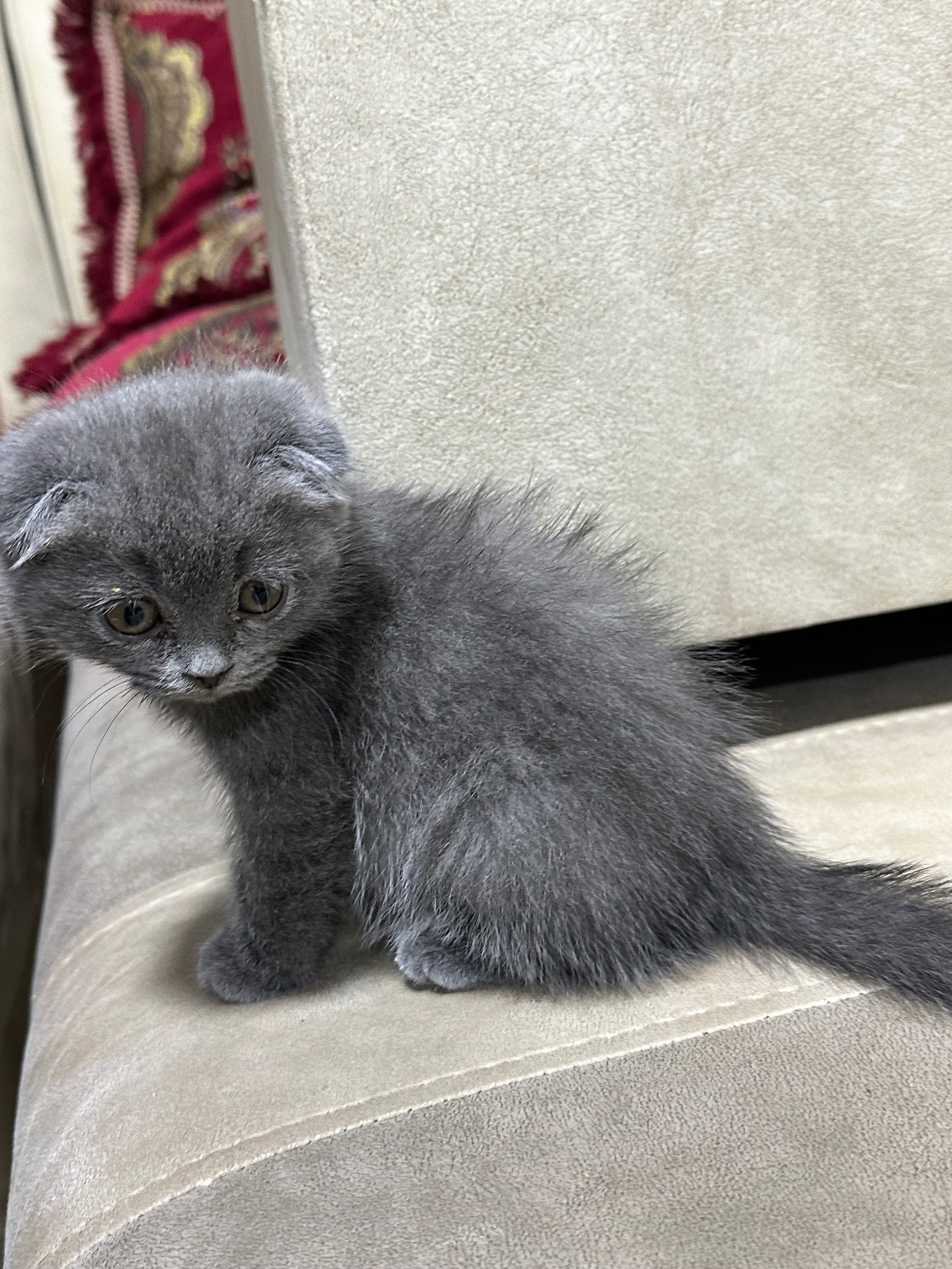 шотландская вислоухая кошка (скоттиш-фолд