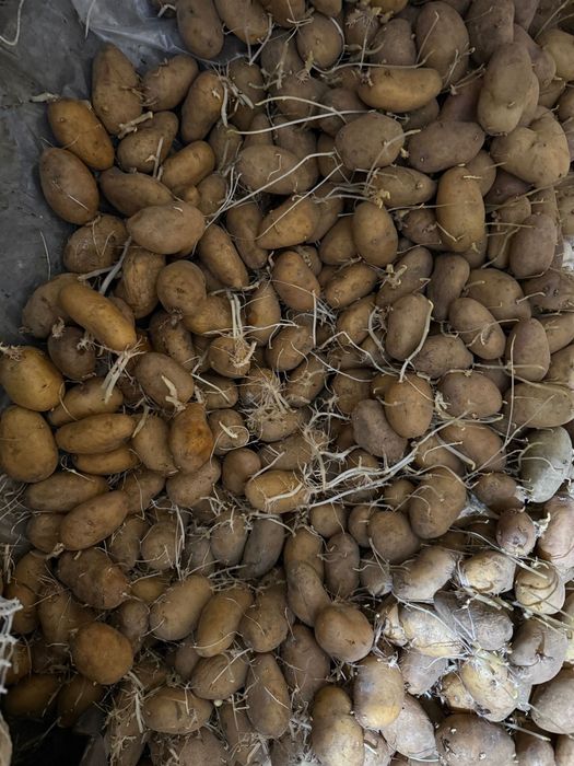 Cartofi samanta sunshine