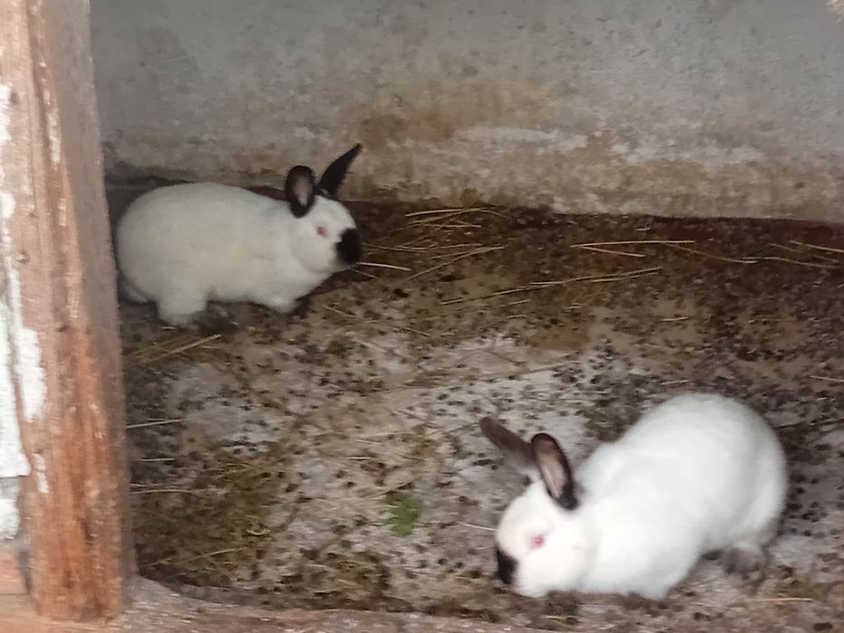 Vind doi masculi de californian