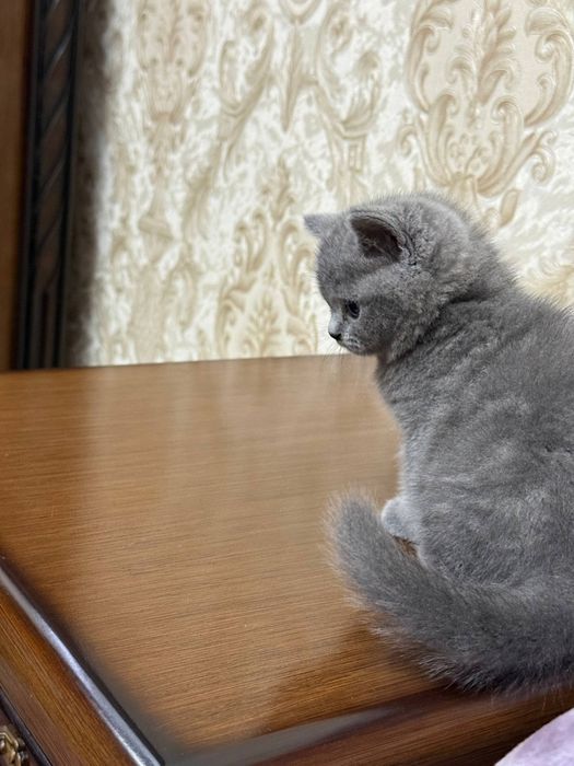 Девочка скоттиш страйт почти 2месяца продается. Мама страйт папа фолд