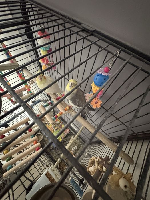 Pereche ninfe cu colivie