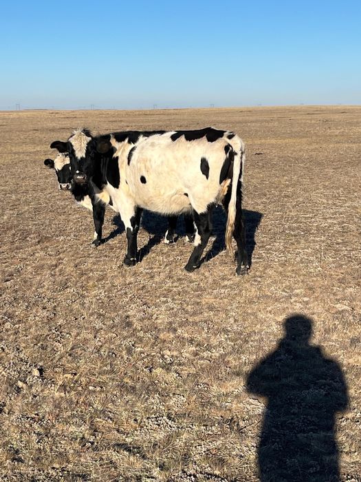 Продам корову с телочкой