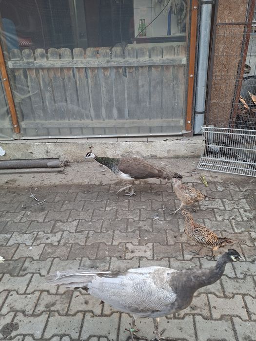 Vând păuni umăr negru și standard