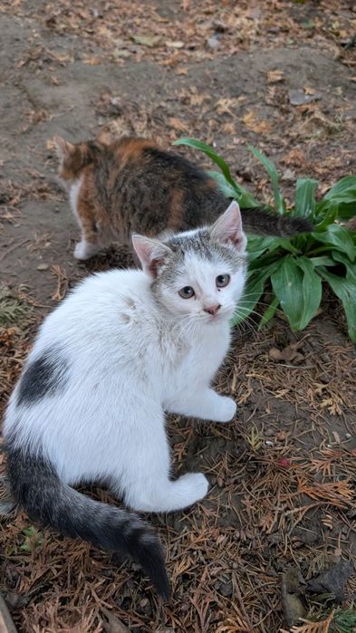 Donez pisici iubitorilor de animale