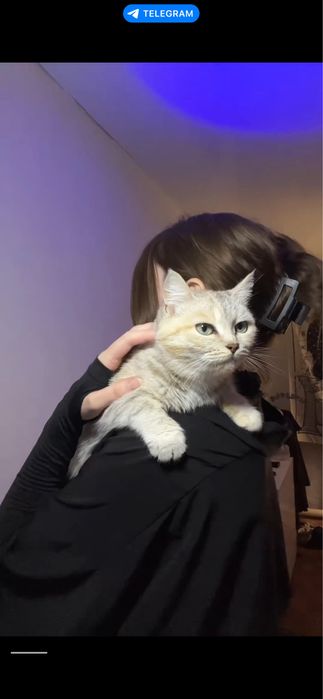 Кошечка ищет любящих хозяев