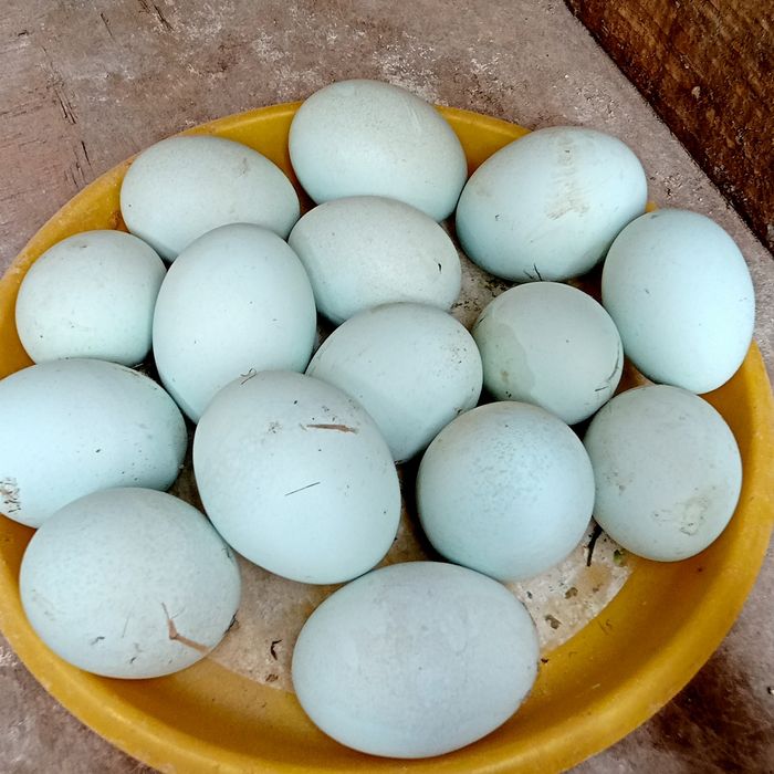 Домашний Ухеюль тухуми.