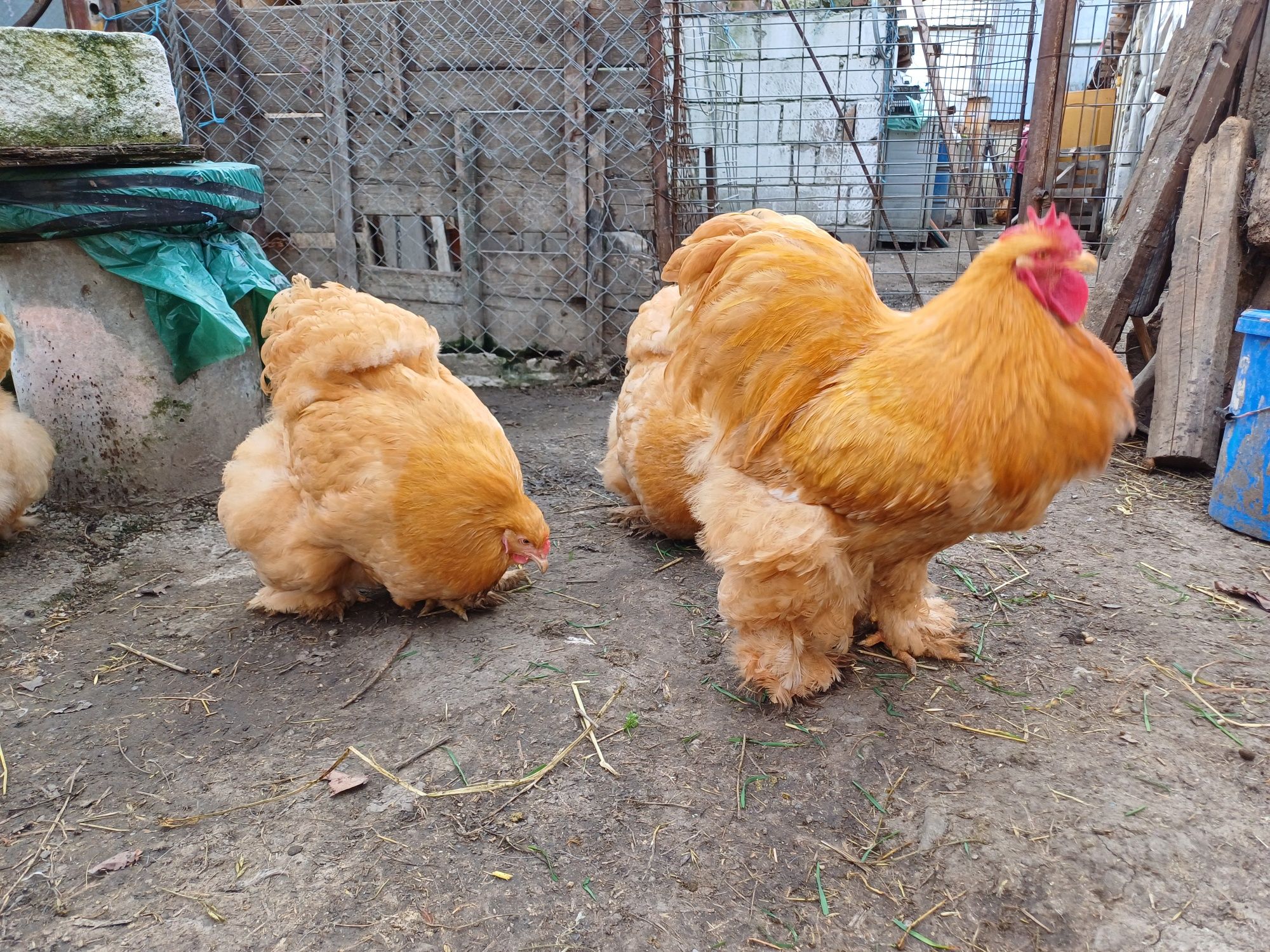 Vând  cochinchina galben talie mare