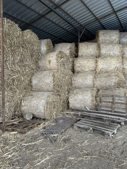 Baloti coceni , sorg+iarba