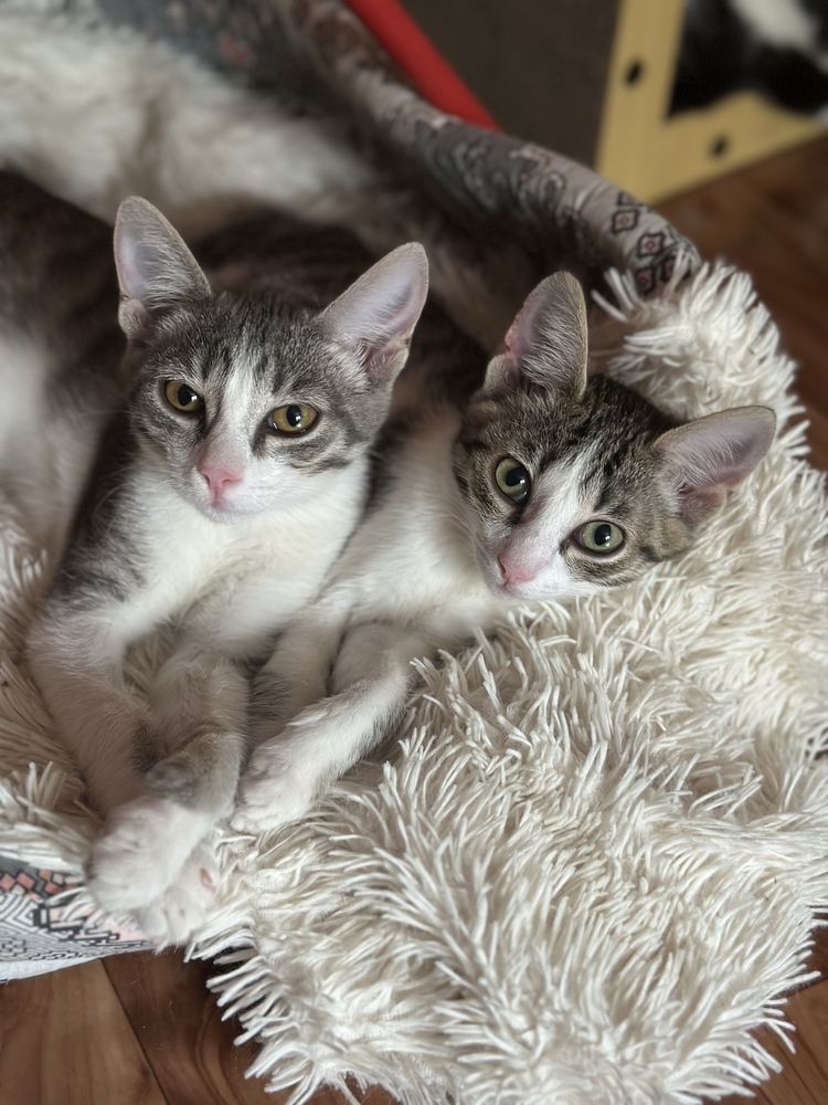 Котята ищут дом