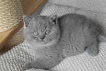 British Shorthair mascul