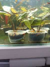 Продам аквариумные растения крептокарина понтедериеволистная