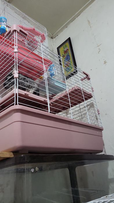 Возьму на передержку животных